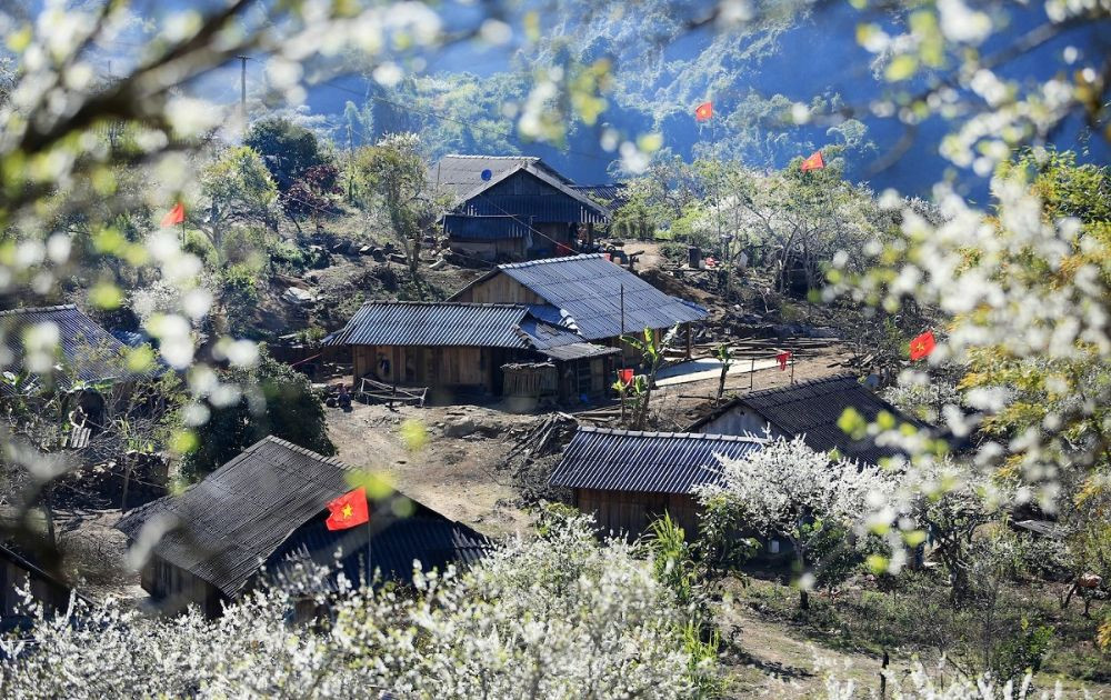 0ab0fbdf hoa man tay bac 1 1