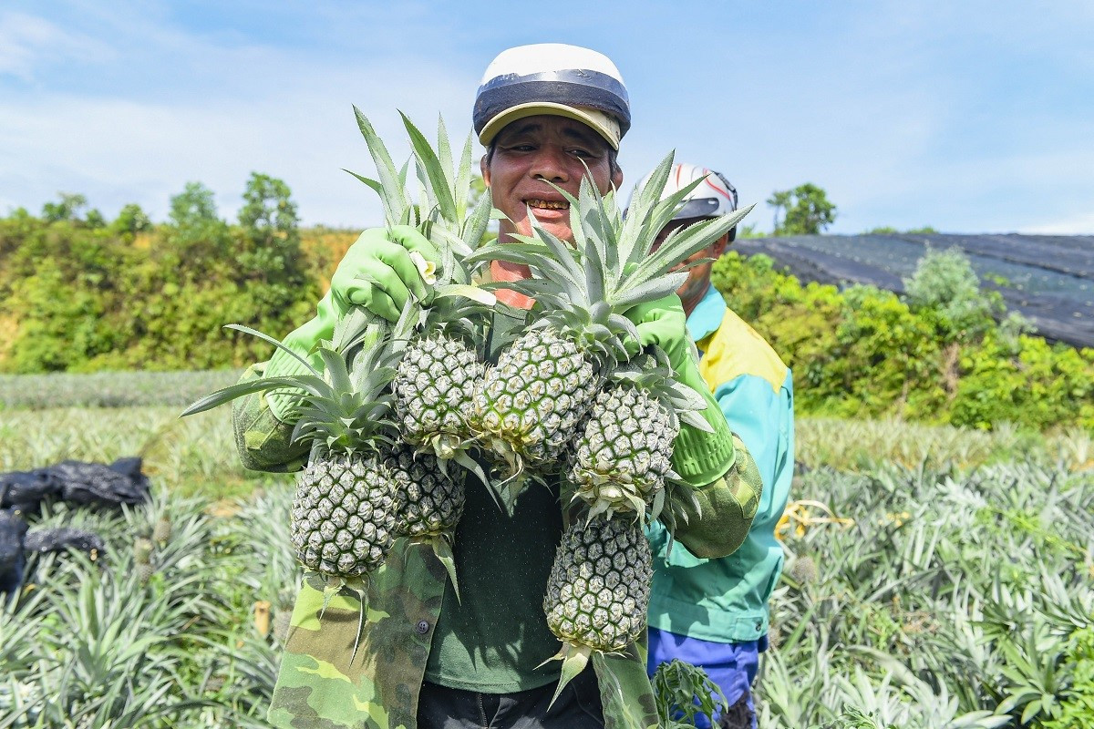 Top 12 Đặc Sản Ninh Bình Nổi Tiếng Nhất Du Khách Nên Mua Về Làm Quà 6 Đồi dứa Đồng Giao Tam Điệp Ninh Bình quả vàng mọng, không xơ