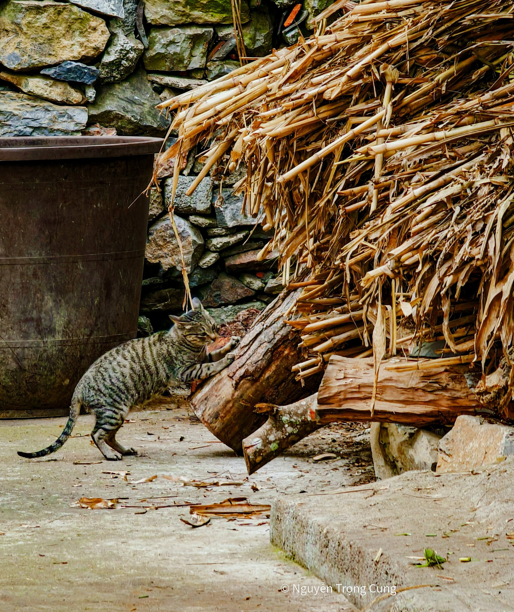 Làng Lô Lô Chải: Viên ngọc ẩn mình dưới chân Cột cờ Lũng Cú và Giải thưởng Làng du lịch tốt nhất thế giới 2025 4 Một chú mèo mướp đang thư giãn bên hiên nhà cổ tại Lô Lô Chải, gợi lên không khí bình yên