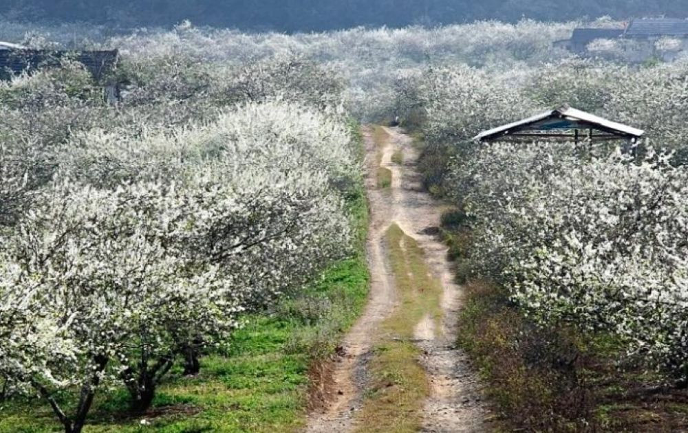 Cảnh đẹp đồi hoa mận Tam Hoa nở trắng xóa ở Bắc Hà, Lào Cai