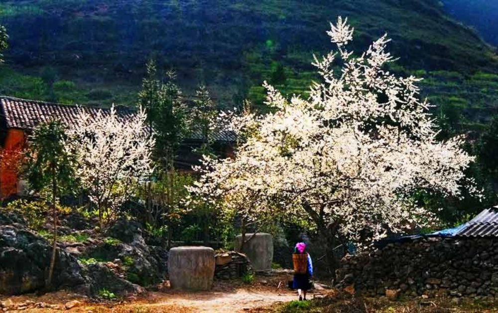 Khung cảnh lãng mạn của hoa mận trắng xen lẫn nếp nhà ở Sapa