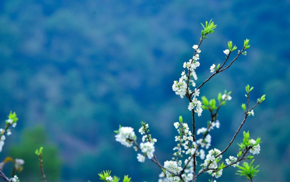 Cận cảnh những cánh hoa mận trắng tinh khôi đang bung nở