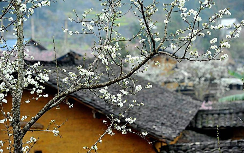 Người dân tộc đang đi bộ giữa thung lũng hoa mận trắng Hà Giang