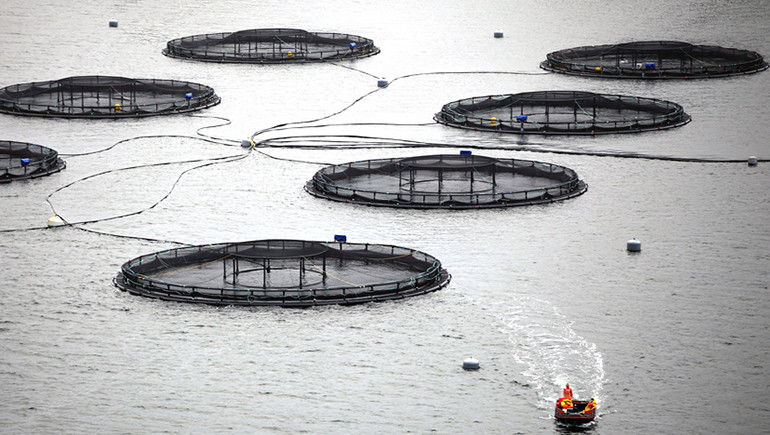 Ngành công nghiệp thủy sản rất phát triển tại Na Uy