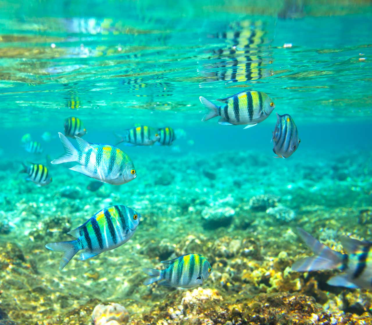 coral fish andaman sea