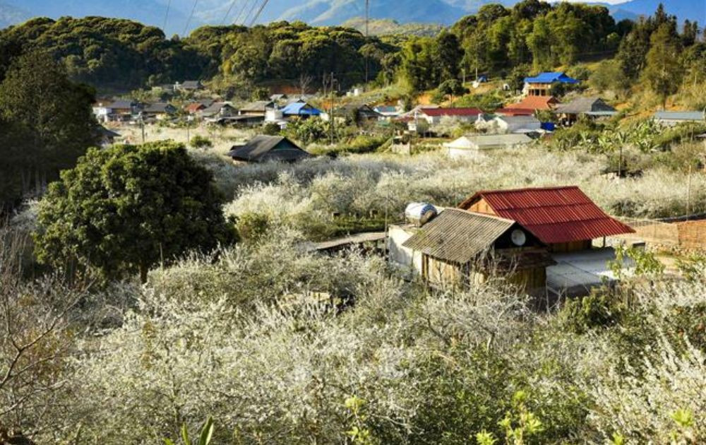 Ngắm hoa mận nở trắng trên những thửa ruộng bậc thang Điện Biên