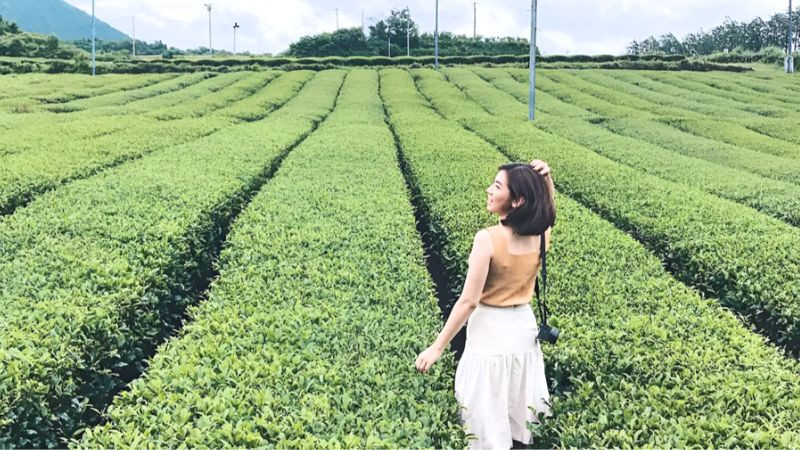 Cánh đồng trà xanh O’Sulloc