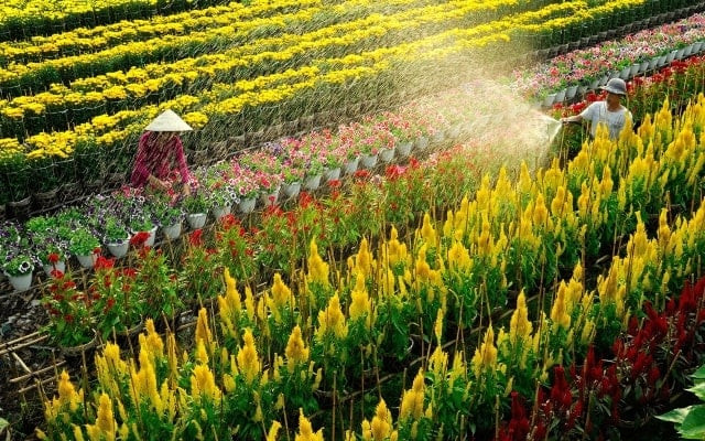 du lich lang hoa sa dec dong thap 1