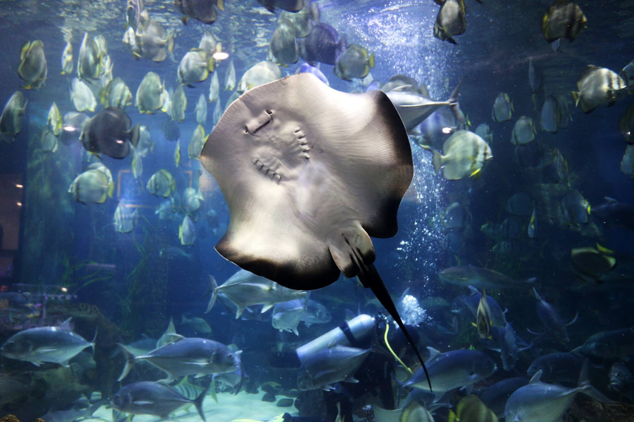 Khu vực cá nước ngọt mô phỏng rừng nguyên sinh Amazon tại Thủy cung Times City