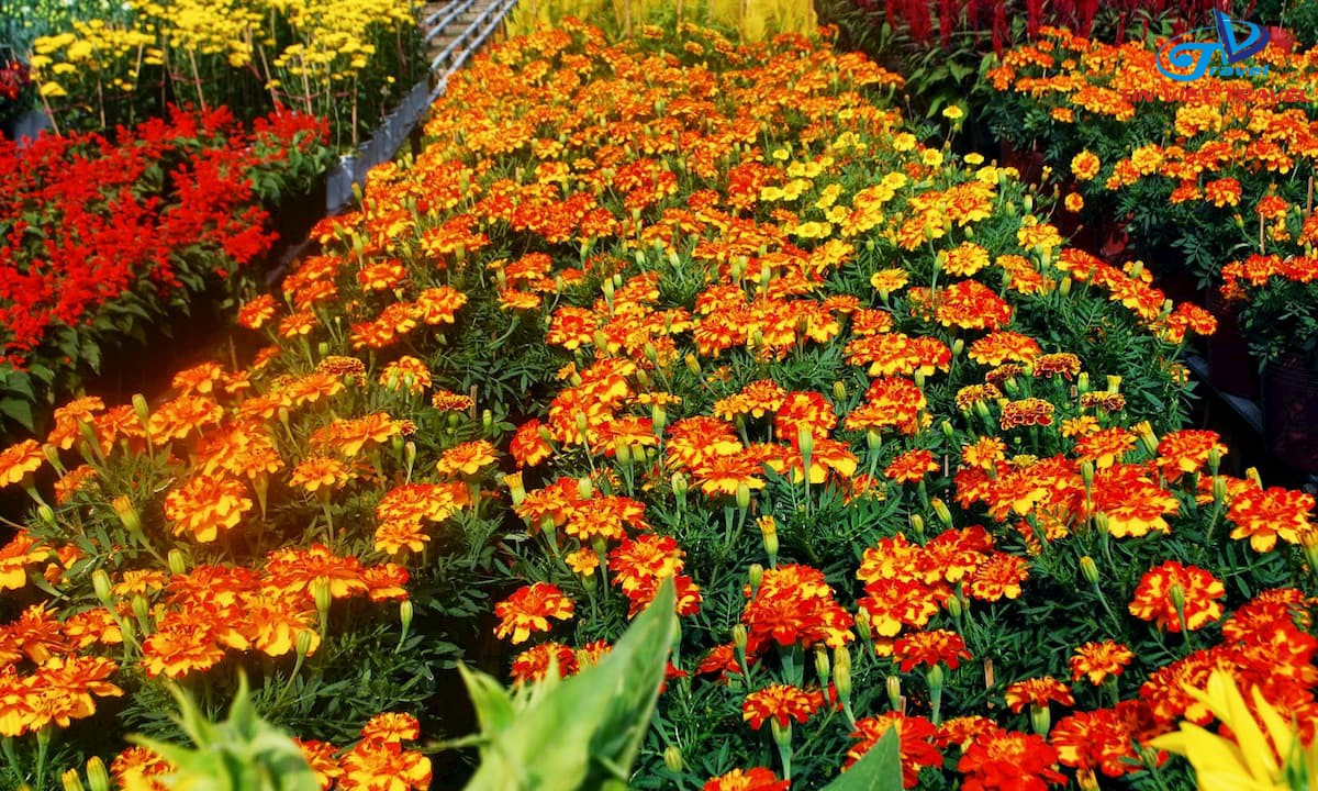Vô vàn loại hoa rực rỡ sắc màu tại Vườn hoa Sa Đéc