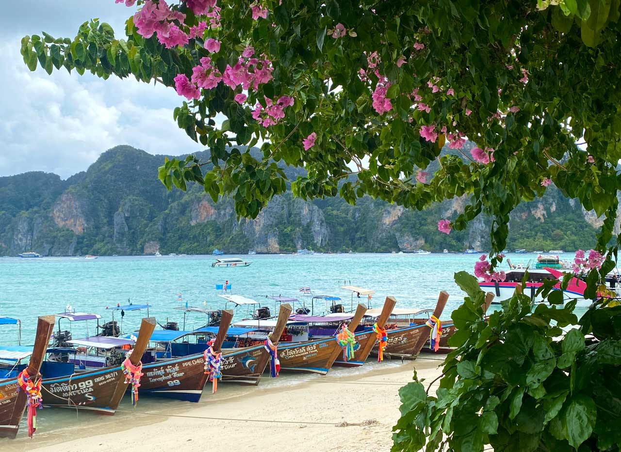 lontail boats and pink flowers on koh phi phi thailand
