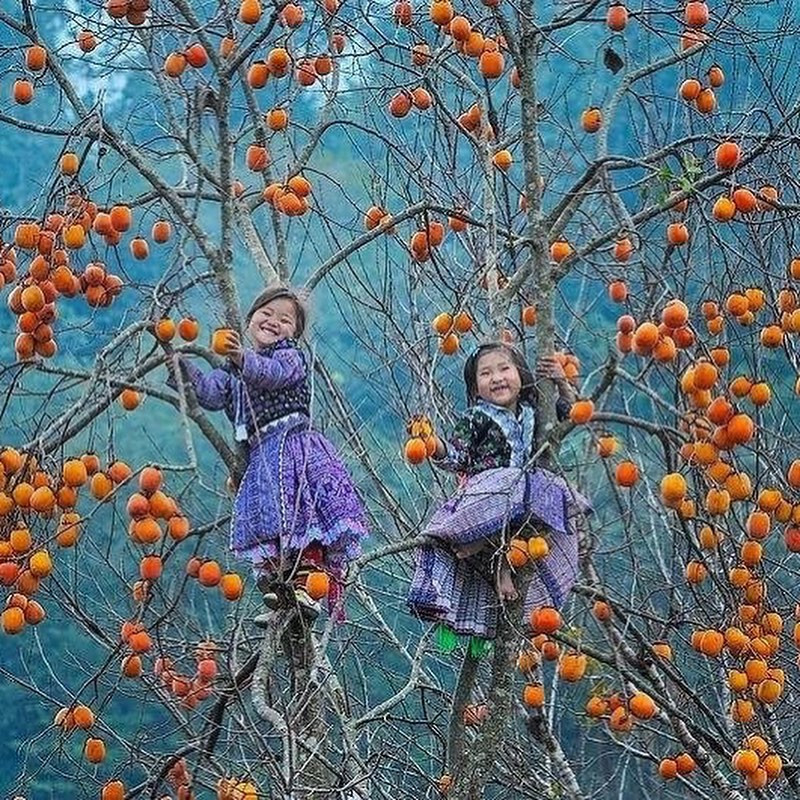 Cẩm Nang Du Lịch Tây Bắc: Khám Phá 6 Tỉnh, Địa Lý Và Nét Đẹp Văn Hóa A-Z 14 Phụ nữ dân tộc trong trang phục truyền thống đi bộ trên đồi chè