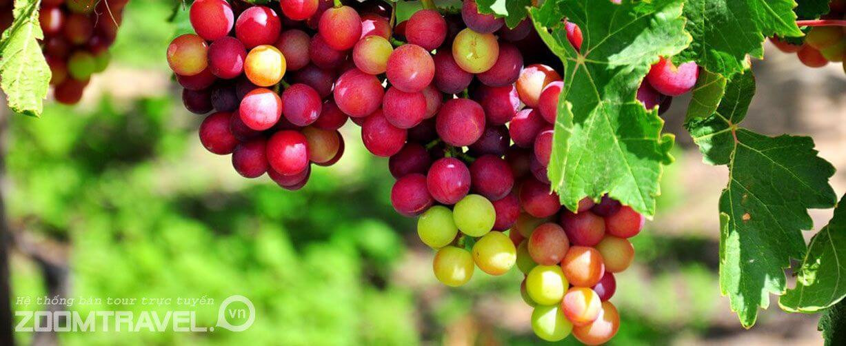 Du khách tham quan và chụp ảnh tại Vườn Nho Phan Rang, đặc sản nổi tiếng của Ninh Thuận