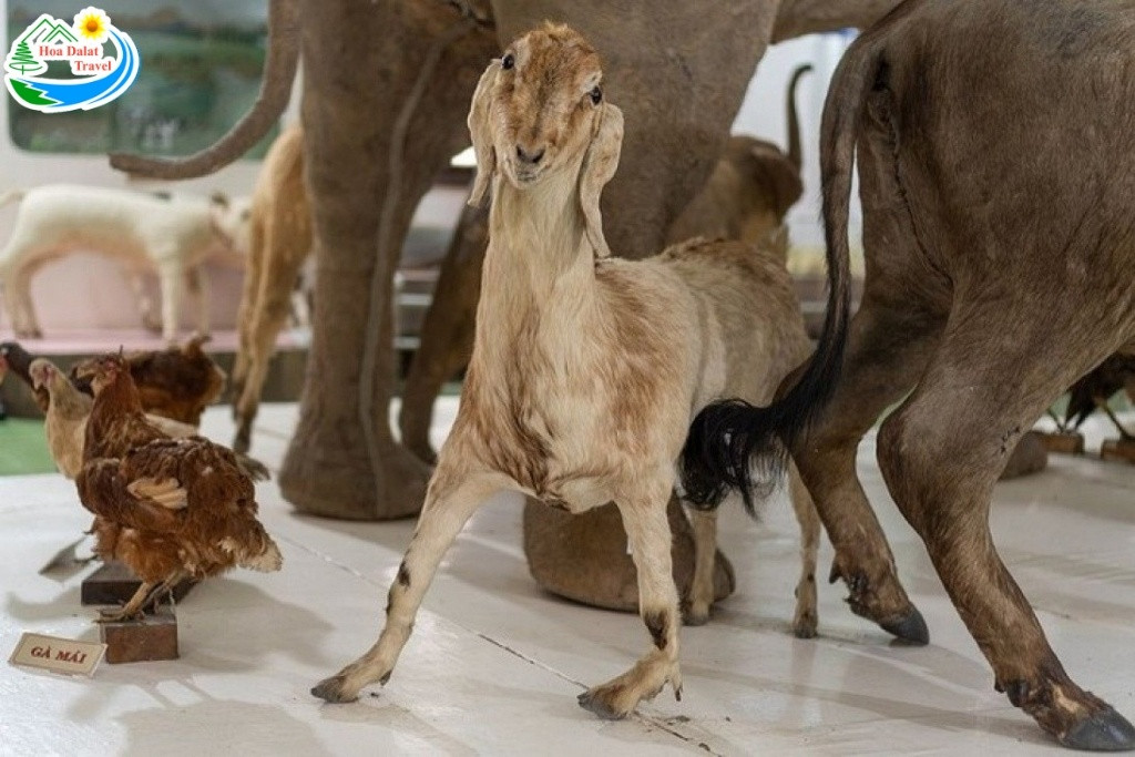 Khám Phá Phân Viện Sinh Học Đà Lạt: Nơi Lưu Giữ Kho Báu Tây Nguyên và Điểm Check-in Lịch Sử 7 Cơ hội để du khách tìm hiểu về thế giới các loài động vật