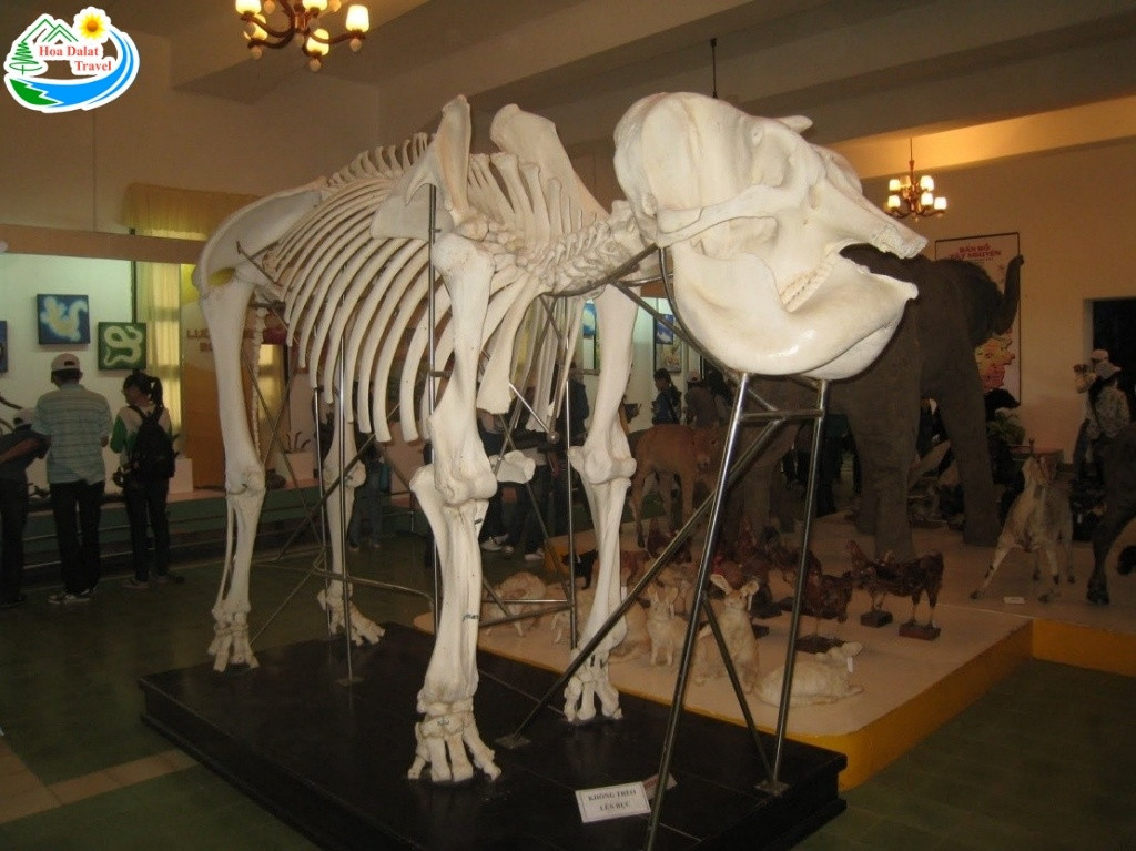 Khám Phá Phân Viện Sinh Học Đà Lạt: Nơi Lưu Giữ Kho Báu Tây Nguyên và Điểm Check-in Lịch Sử 8 Một bộ xương động vật to lớn trong bảo tàng