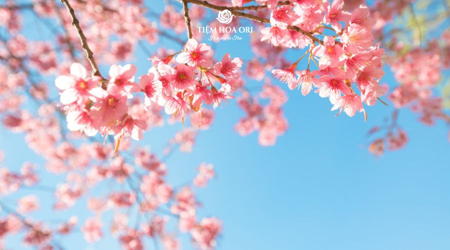 Hoa Anh Đào là quốc hoa của Nhật Bản