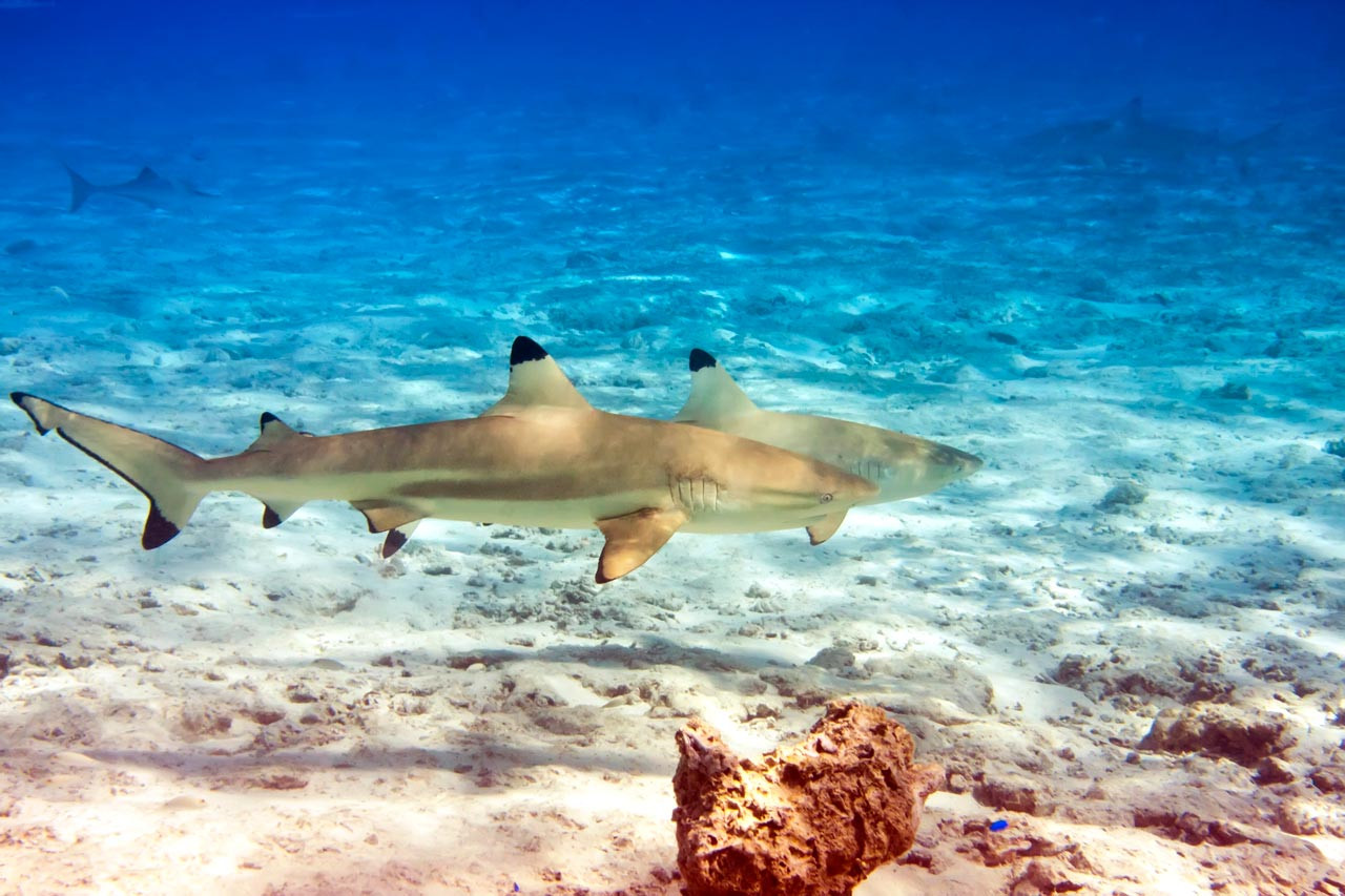 reef shark