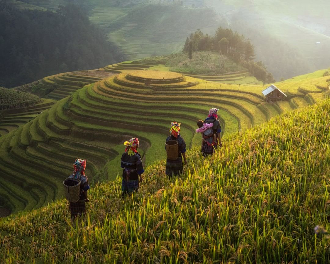 Cẩm Nang Du Lịch Tây Bắc: Khám Phá 6 Tỉnh, Địa Lý Và Nét Đẹp Văn Hóa A-Z 19 Ruộng bậc thang hình mâm xôi nổi tiếng vào mùa lúa chín