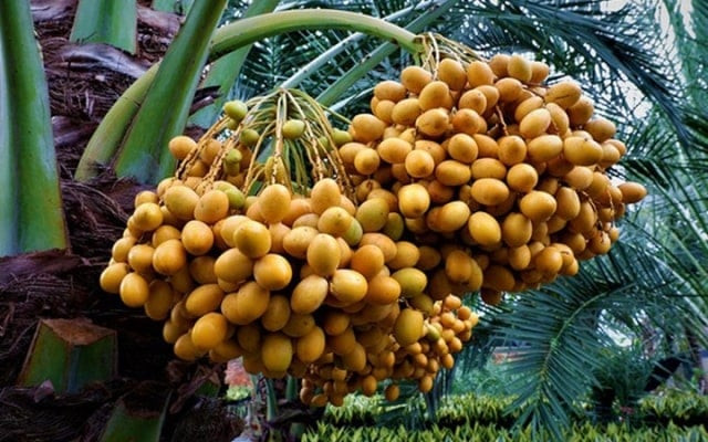 Tham quan vườn chà là xanh mát, một điểm đến độc đáo tại Sa Đéc