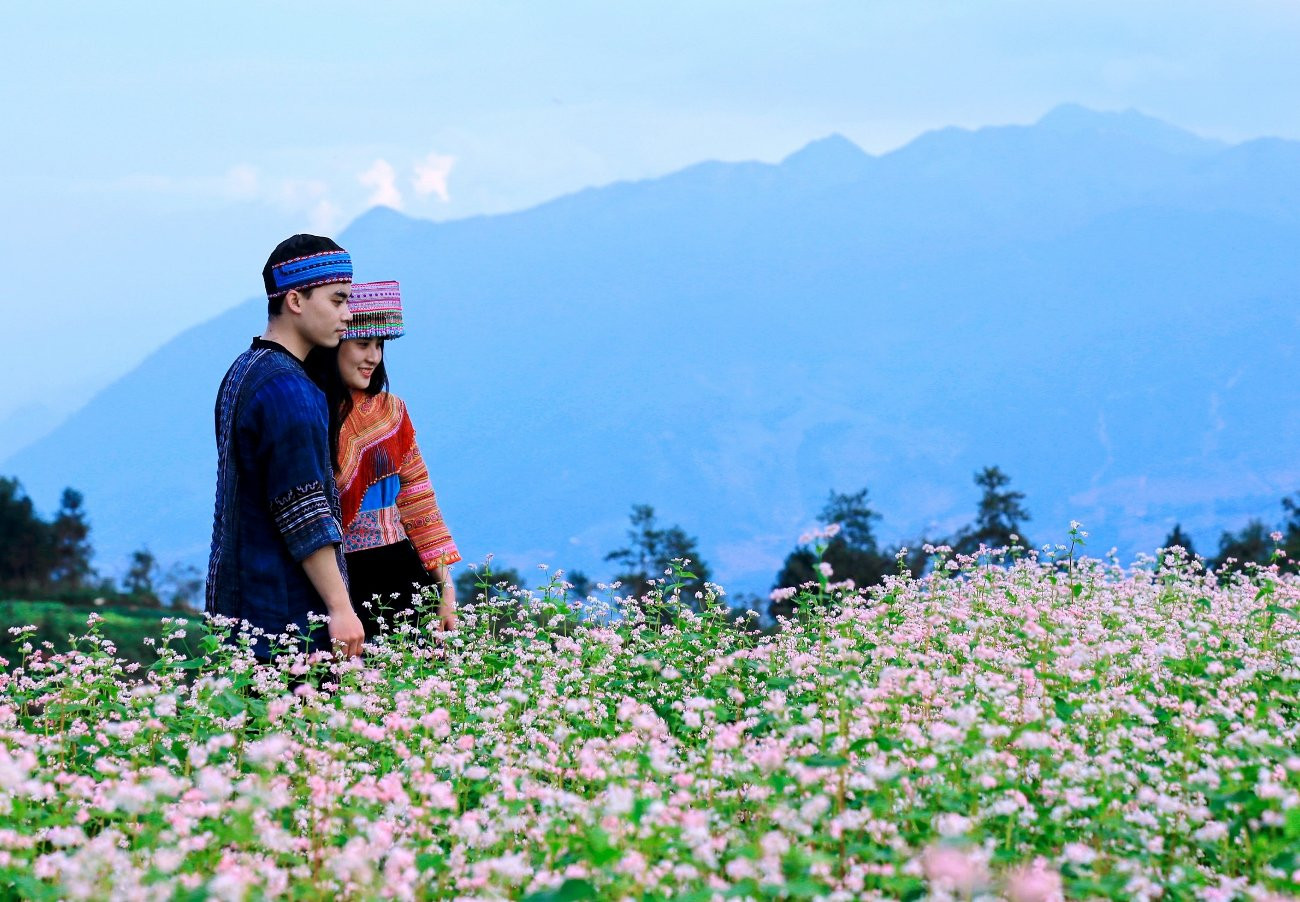 Chiêm ngưỡng vẻ đẹp diễm lệ của hoa tam giác mạch