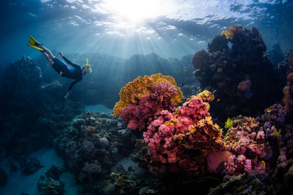 Du khách lặn biển ngắm rạn san hô rực rỡ dưới đáy Vịnh