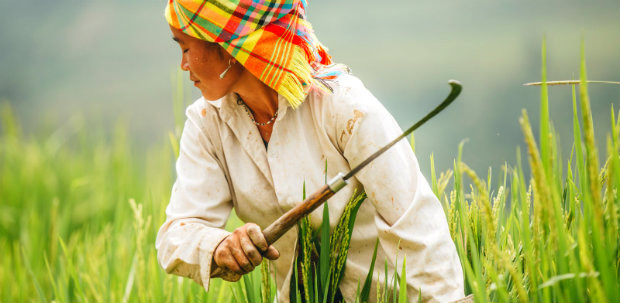 Một góc ruộng bậc thang ở Mù Cang Chải