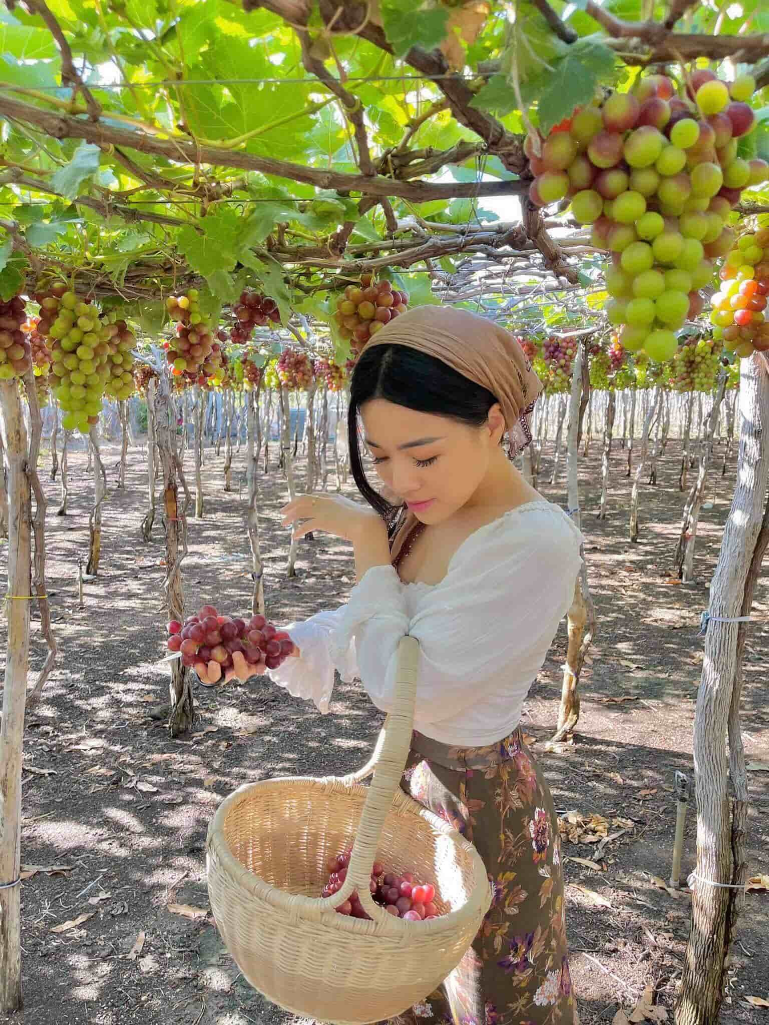 Tour Du Lịch Ninh Thuận 3 Ngày 2 Đêm: Trọn Bộ Kinh Nghiệm Khám Phá Vĩnh Hy, Hang Rái 5 Khám phá vườn nho trĩu quả tại Ninh Thuận