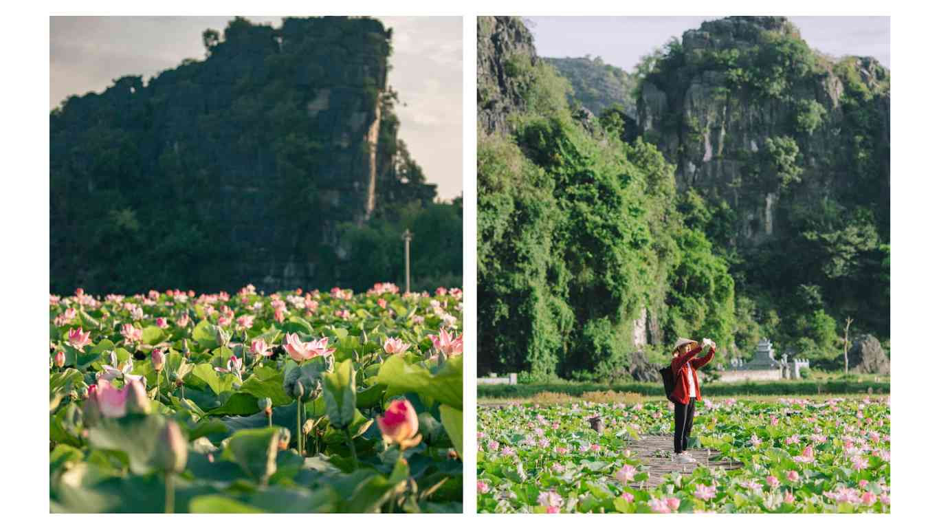 Hang Múa Ninh Bình: Kinh Nghiệm Tham Quan "Vạn Lý Trường Thành Thu Nhỏ" (Cẩm Nang Mới 2025) 3 Cánh đồng sen tuyệt đẹp đang nở rộ dưới chân núi Hang Múa