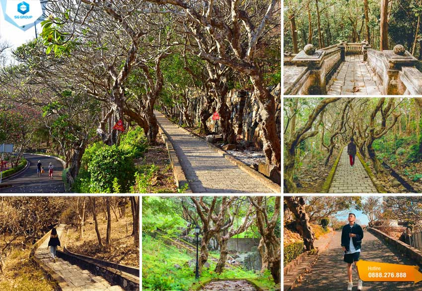 Con đường đi bộ qua 146 bậc thang dưới hàng cây sứ cổ thụ