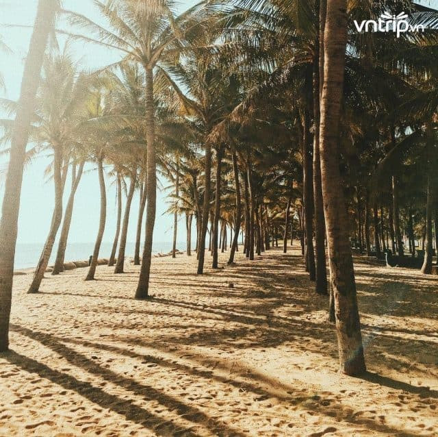 Hàng dừa cao vút rợp bóng mát tại bãi biển Cửa Đại
