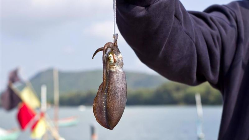 Đèn ghe câu mực đêm trên biển Hòn Rơm