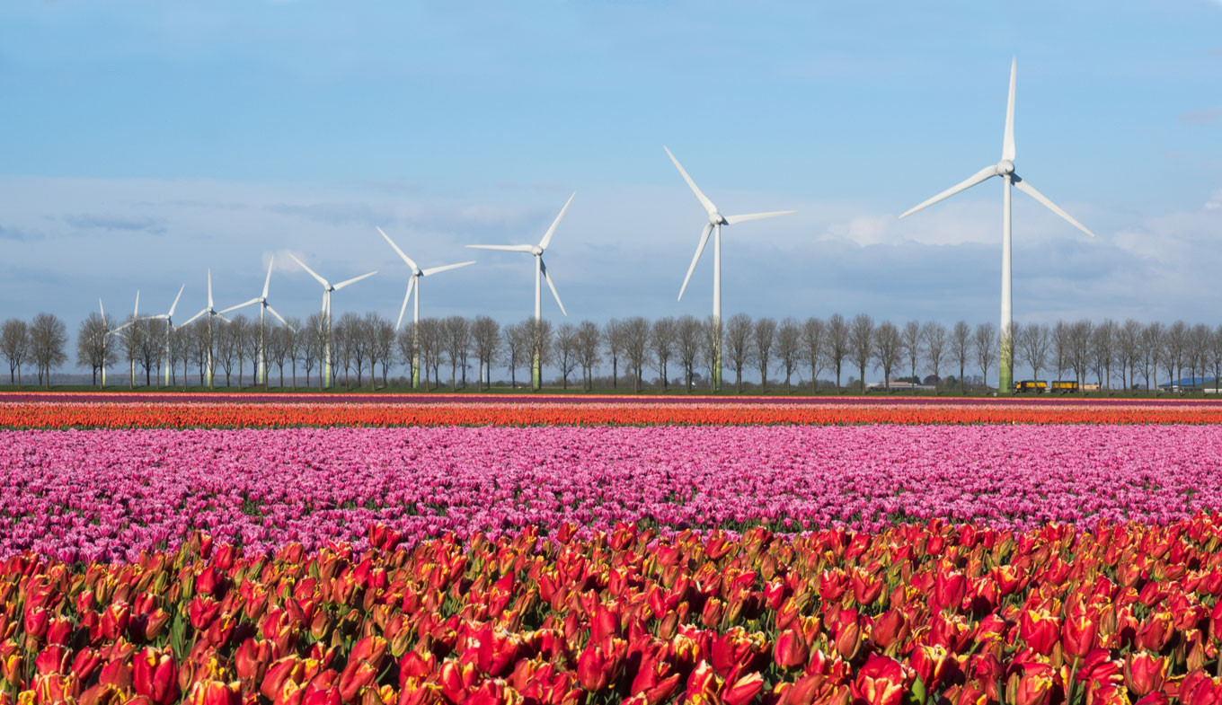Noordoostpolder là một trong những cánh đồng hoa tulip ở Hà Lan rộng lớn nhất