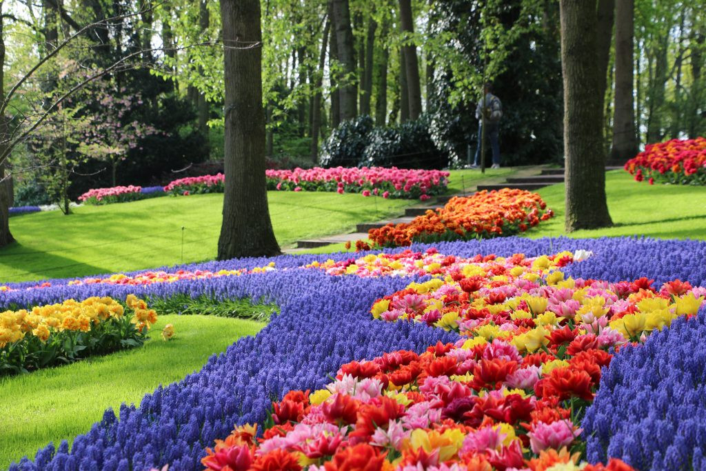 Bollenstreek là một trong những khu vực trồng hoa tulip lâu đời và nổi tiếng nhất ở Hà Lan