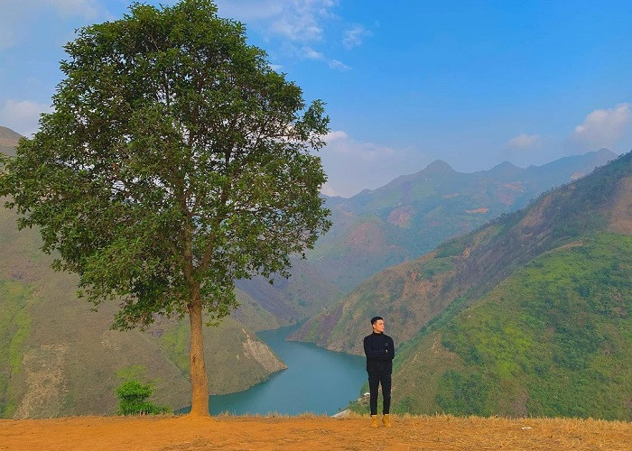 cay co don ta xua 1 1