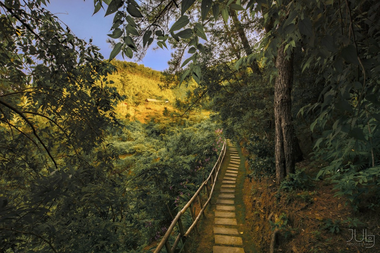 Lối lên đồi thông với con đường lát đá chạy dọc rừng cây xanh mát bình yên