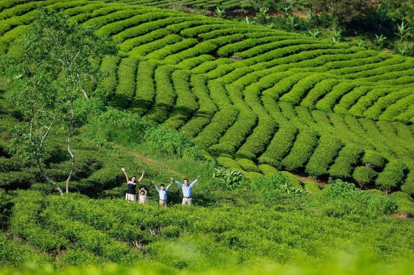 Toàn cảnh đồi chè Cầu Đất xanh mướt và những luống chè thẳng tắp