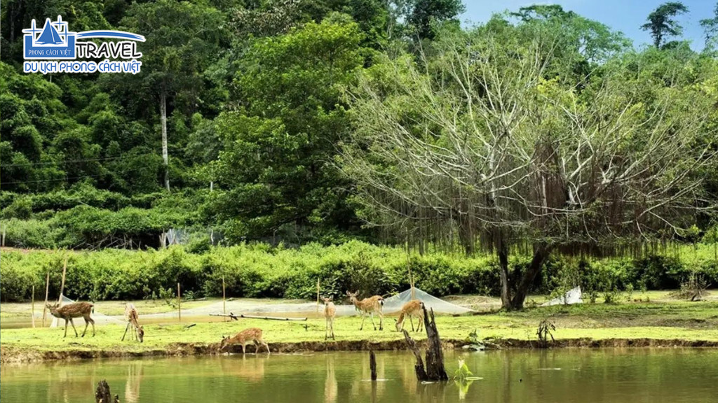 Rừng sinh thái Madagui với nhiều hoạt động khám phá thú vị