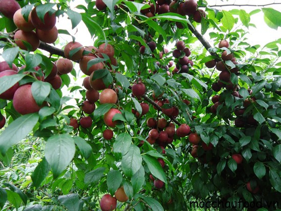 Vườn mận chín ở Mộc Châu