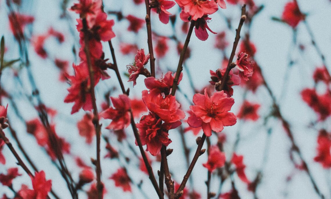 Đại sứ quán Hoa Kỳ tại Việt Nam đóng cửa nghỉ Tết Nguyên đán 2025