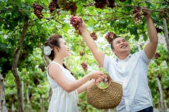 Nho Ninh Thuận: Khám Phá Đặc Sản Trứ Danh Của Vùng Đất Nắng Gió 1 Nho Ninh Thuận có hương vị chua ngọt hài hòa