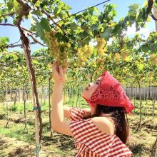 Nho Ninh Thuận: Khám Phá Đặc Sản Trứ Danh Của Vùng Đất Nắng Gió 7 Cổng vườn nho Thái An - Điểm check-in nổi tiếng