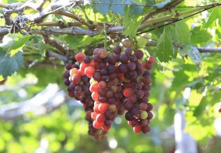 Nho Ninh Thuận: Khám Phá Đặc Sản Trứ Danh Của Vùng Đất Nắng Gió 4 Giống nho đỏ Ninh Thuận có hình cầu, vỏ mỏng