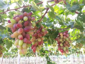 Nho Ninh Thuận: Khám Phá Đặc Sản Trứ Danh Của Vùng Đất Nắng Gió 5 Nho hồng không hạt Ninh Thuận có hình dáng thon dài