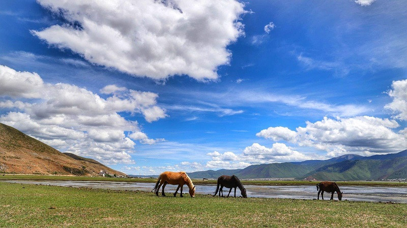 Khung cảnh bình yên với đàn ngựa gặm cỏ bên hồ tại Shangri La