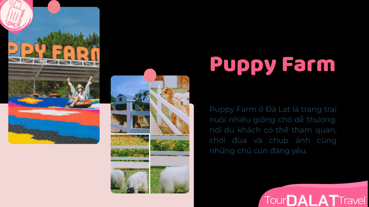 Tour Đà Lạt 4 Ngày 3 Đêm-Puppy Farm