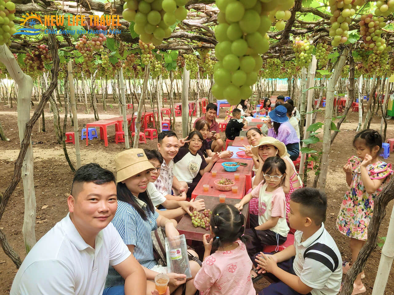 Tour Ninh Thuận 2 Ngày 1 Đêm: Lịch Trình Khám Phá Trọn Vẹn Vẻ Đẹp Hoang Sơ 8 Du khách tham quan vườn nho Ninh Thuận