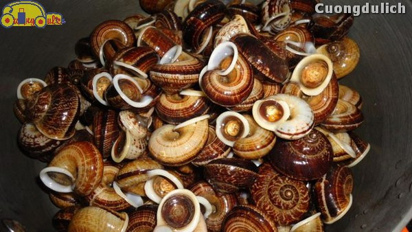 Ốc núi đặc trưng của vùng đá vôi Ninh Bình