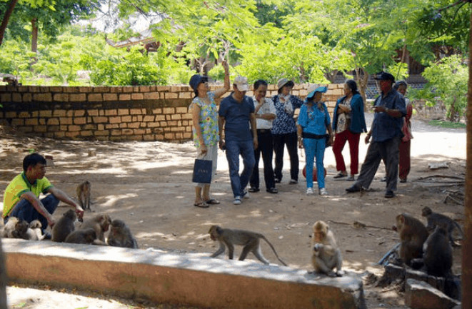 Đàn khỉ tụ tập tại Thiền viện Trúc Lâm Chân Nguyên (Chùa Khỉ)