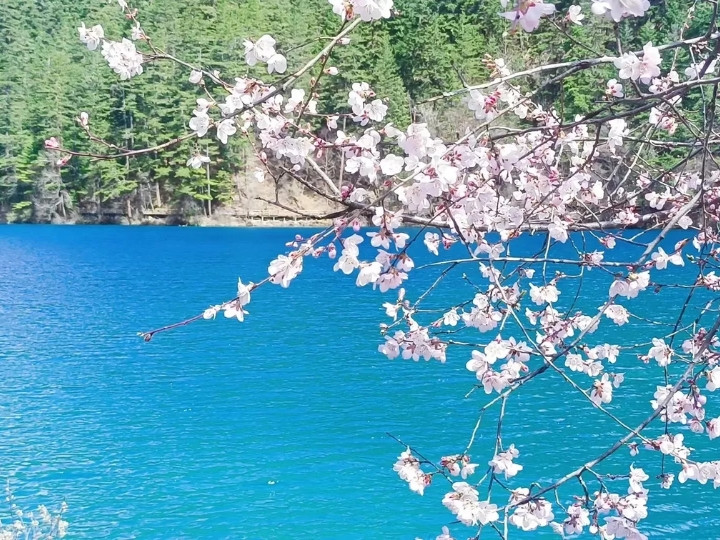 Hồ nước trong xanh phản chiếu những đám mây trắng và hoa anh đào nở rộ