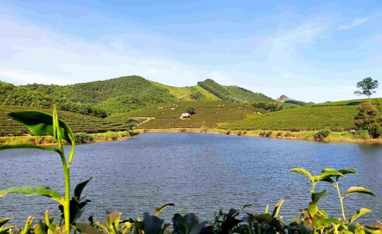 Mỗi mùa đồi chè sẽ mang đến cho bạn những vẻ đẹp khác nhau